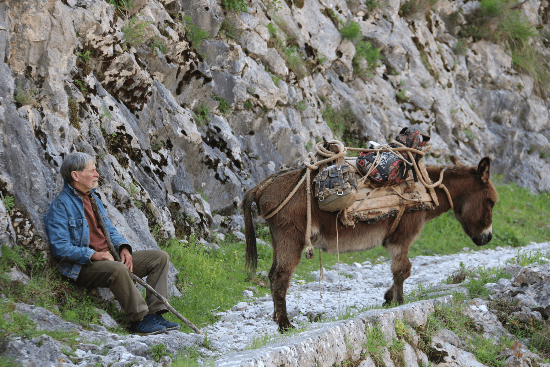 Kotor tourist trail with donkey
